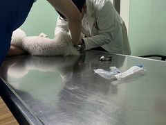 -哆趣宠物医院·眼科·内镜·急重症转诊中心(上海店)