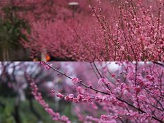 -万县面馆(高笋塘店)