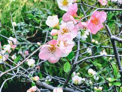 -杭州植物园