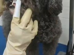 -芭比堂动物医院广州顽皮分院