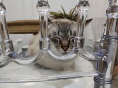 -共舞时光猫咖·狗咖(新街口店)