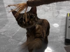 -瑞派康怡24h宠物医院·犬猫医疗中心·微创绝育(瑞景分院)