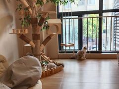 -唐小姐の私宠·宠物洗护美容·撸猫馆·购宠(周浦万达旗舰店)