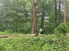 -中国大熊猫保护研究中心雅安碧峰峡基地