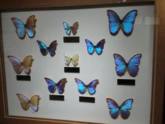 -上海昆虫博物馆