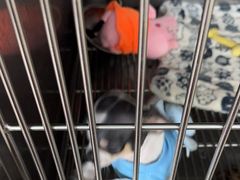 -瑞鹏宠物医院·眼科·皮肤·中兽医(大悦城分院)