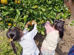 -前小桔亲子创意农场·草莓采摘·露营烧烤