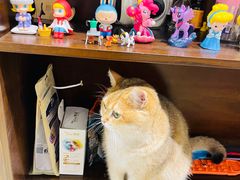 -逗柴咖啡屋·狗咖猫咖宠物桌游