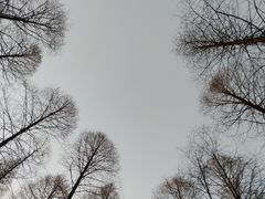 -黄海国家森林公园