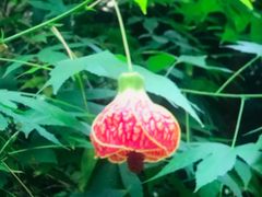 -长木花园