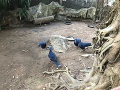 -清迈夜间动物园
