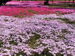 -莱阳濯村樱花园