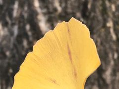 -两江幸福广场