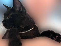 -猫大福·Fortune Cat猫舍(百子湾店)