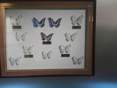 -上海昆虫博物馆