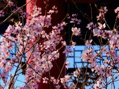 -白水寺森林公园