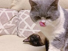 -FAELING PETS美天灵宠物(富力广场店)