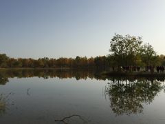 -金塔沙漠胡杨林景区