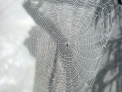 -天目山大树王景区