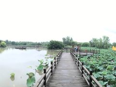 -大湾区中央湿地公园