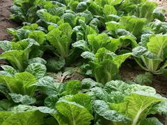 -万源龙顺度假庄园生态观光园