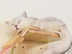 -喵匠猫主题咖啡(凯德和平广场店)