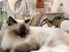 -共舞时光猫咖·狗咖(新街口店)