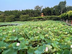 -嘉定紫藤园
