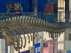 -上海海洋大学鱼文化博物馆(军工路校区)