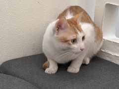 -初甜·舒芙蕾·韩式雪花冰(流塘店)