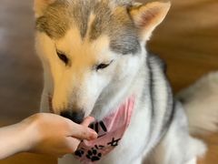 -Husky Go! 哈士奇体验馆·宠物咖啡厅狗咖