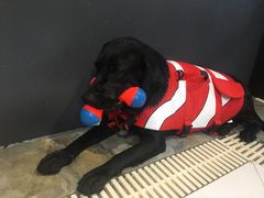 -Goku PET SHOP宠物视觉生活馆(双井店)