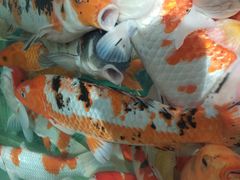 -中国银行(大连市分行)