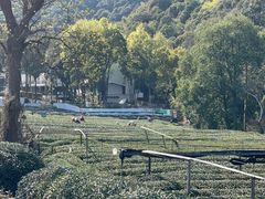 -龙坞茶村