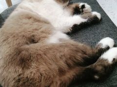 -喵园·猫主题咖啡厅·撸猫·猫咖(国贸店)