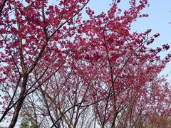 -牛岗山公园