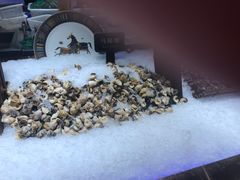 -加餐海鲜自助(宝龙一城店)
