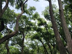 -上海醉白池公园
