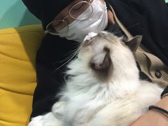 -猫在这儿猫咪咖啡馆·撸猫馆