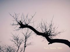 -莫愁湖公园