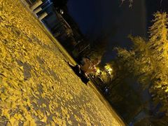 -三里屯东五街银杏大道