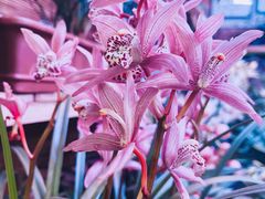 -花鸟鱼虫鲜花绿植市场(玉泉路店)