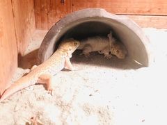 -上海大自然野生昆虫馆