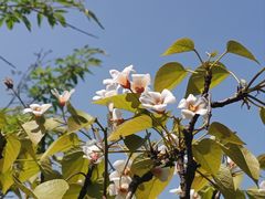 -舒家湾天主教堂