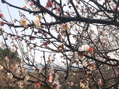 -香雪海