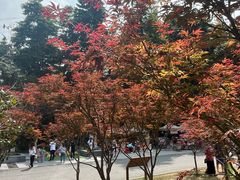 -广州市帽峰山景区