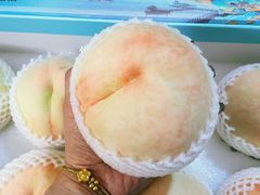 -老袁家蜜桃农场·阳山水蜜桃