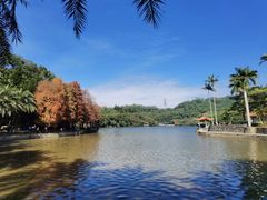 -深圳仙湖植物园