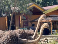 -北京野生动物园