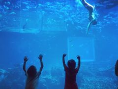 -海棠湾洲际-涛·海底餐厅·美人鱼·自助餐·海底隧道